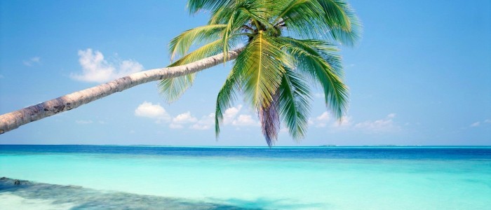 Fiji beach and palm tree